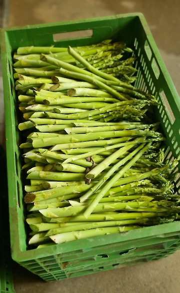 Windhof_Gruenspargel_03