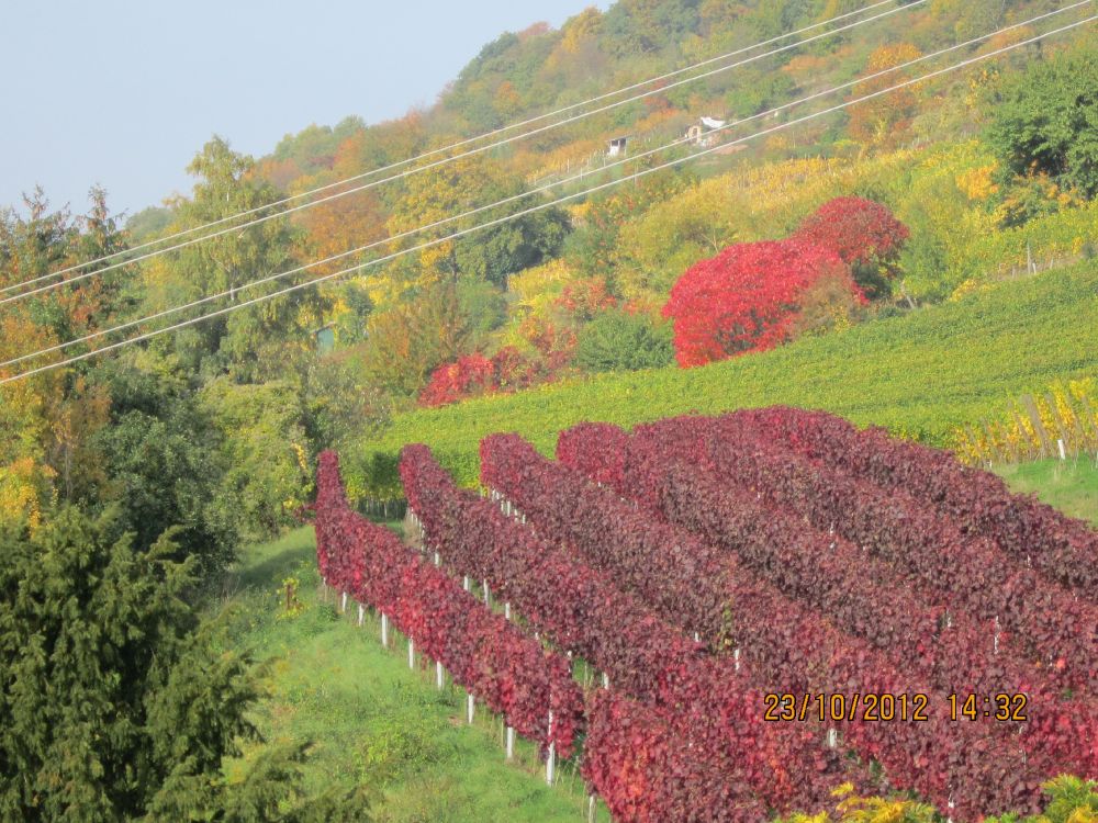 Rotes Herbstlaub