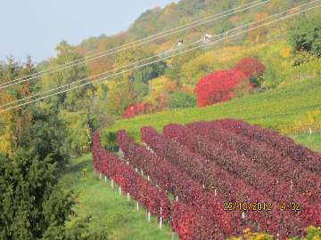 Rotes Herbstlaub