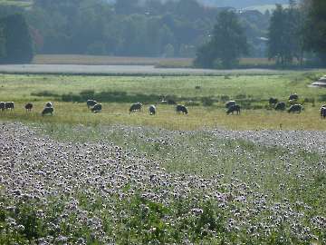 Schafherde
