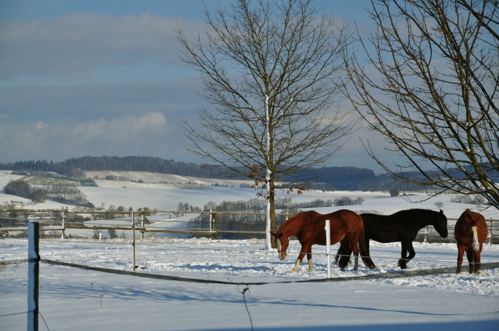 Winterstimmung