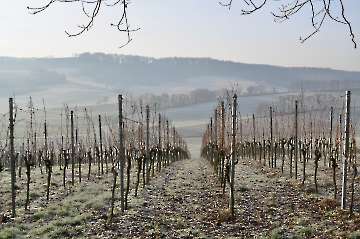 Winterruhe in den Weinbergen