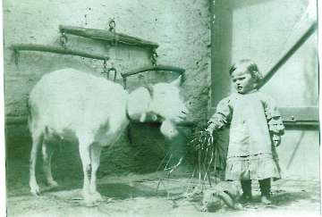 Ziege und Hase