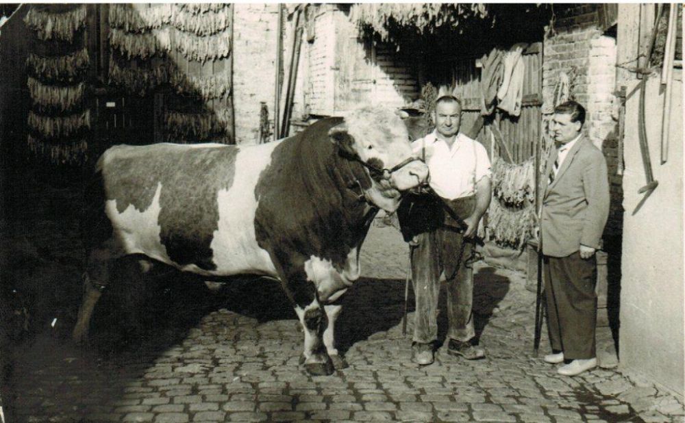 Zuchtbulle