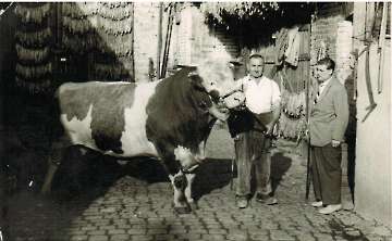 Zuchtbulle