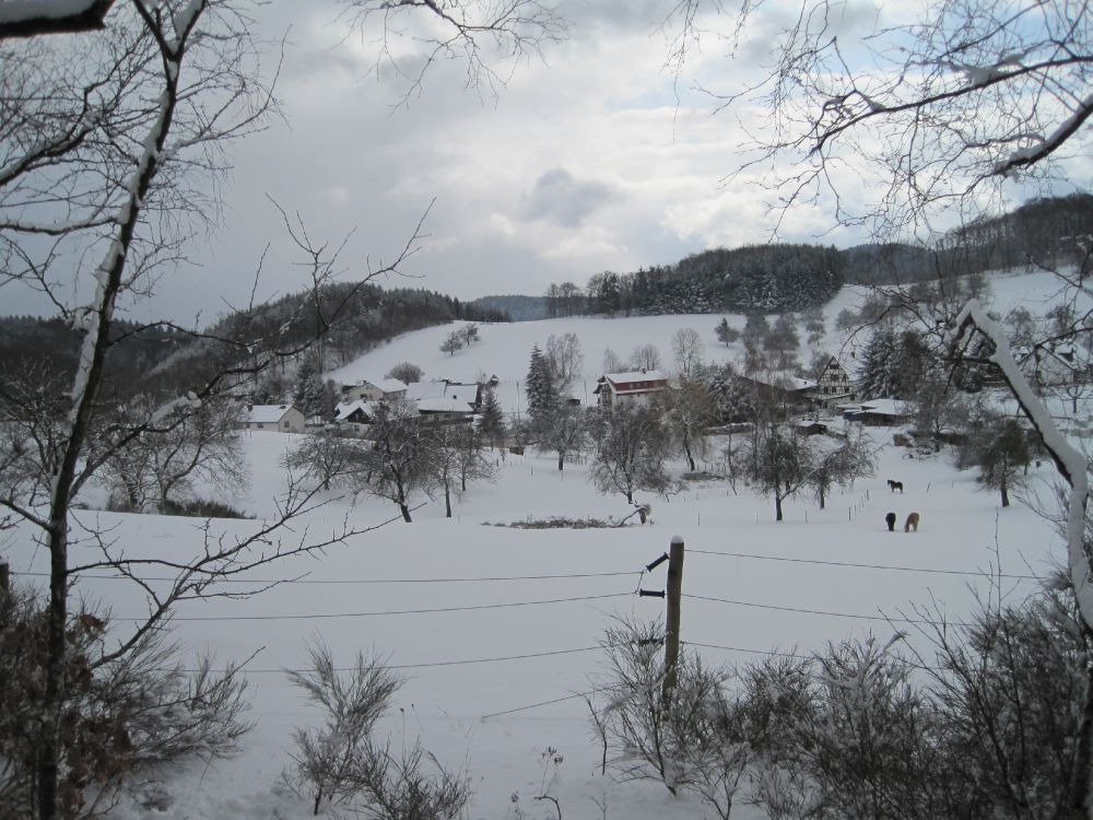Ponys im Schnee