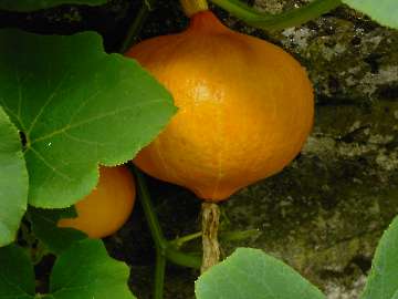 Hokaido