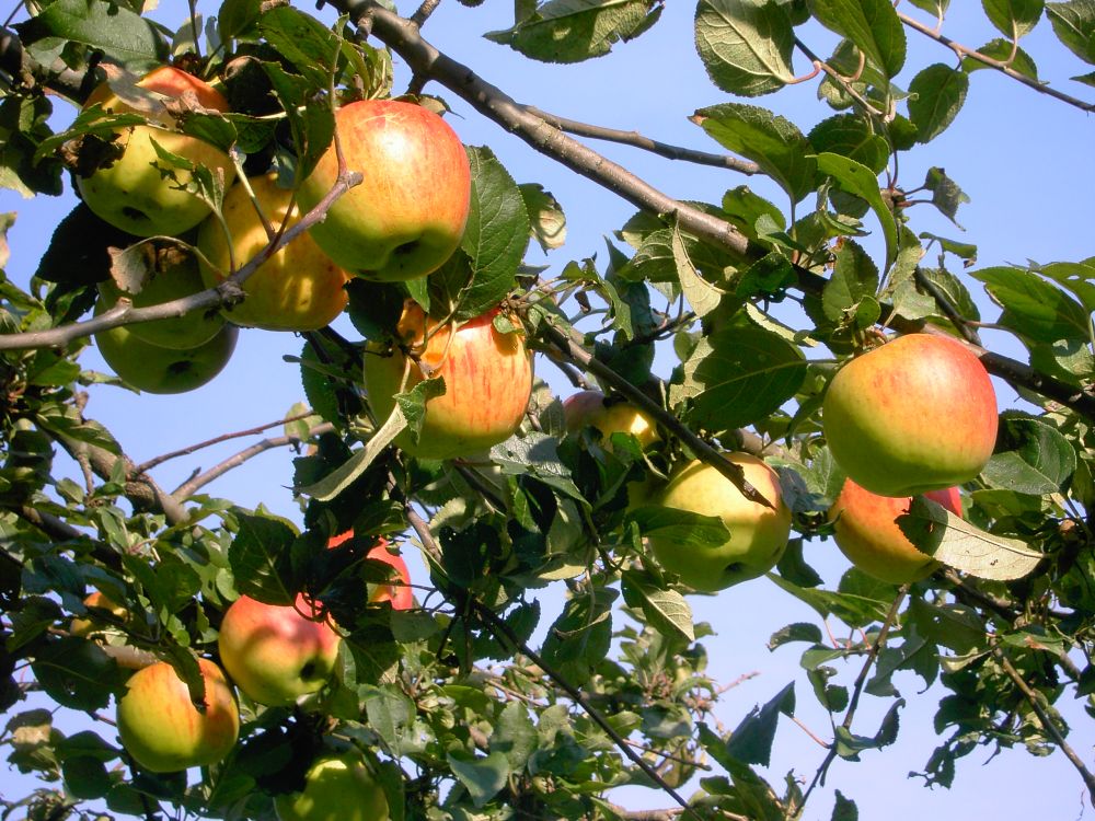 Reife Äpfel
