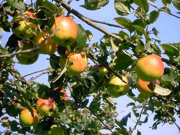 Reife Äpfel