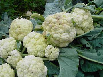 Blumenkohl