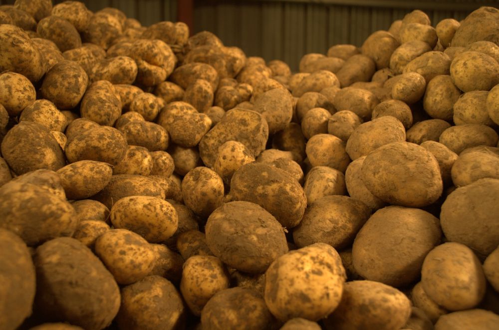 Kartoffeln