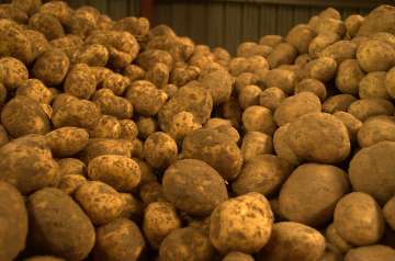 Kartoffeln