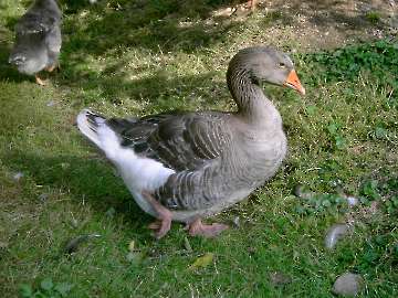 Tiere