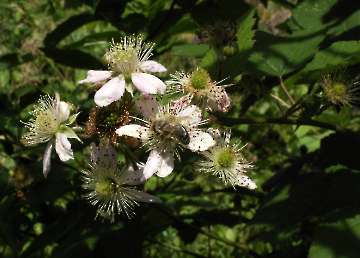 Brombeerblüten