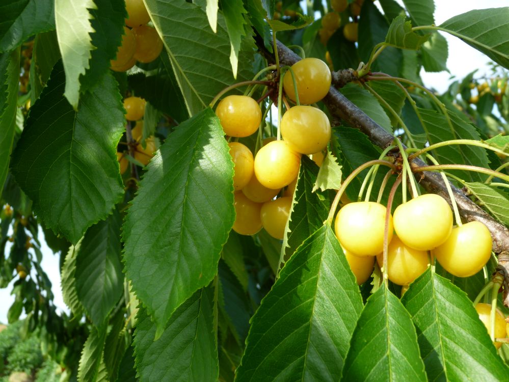 Gelbe Kirschen sind ein seltener Anblick