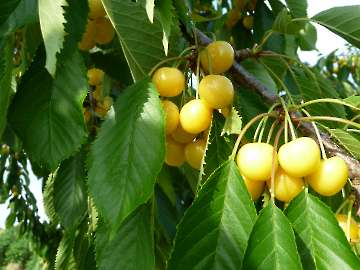 Gelbe Kirschen sind ein seltener Anblick