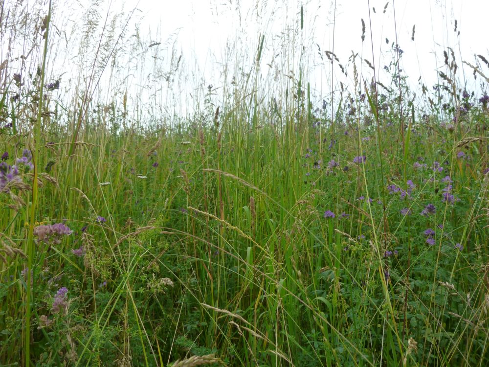 Wildkräuterwiese