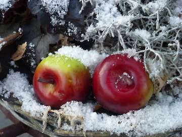 Winterstilleben