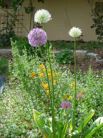 Zierlauch in voller Blüte