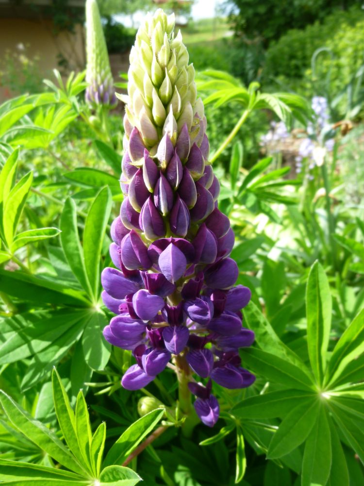 Lupine