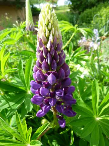 Lupine