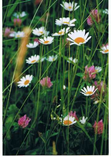 Margeriten im Klee