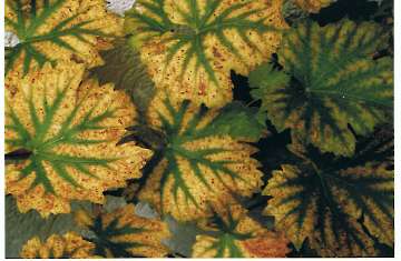 Der Herbst zeigt Farbe