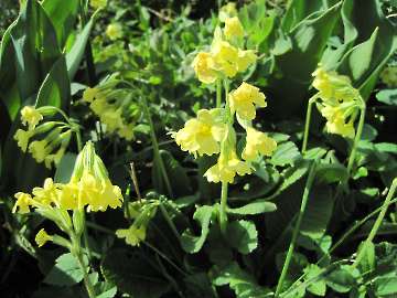 Waldschlüsselblume
