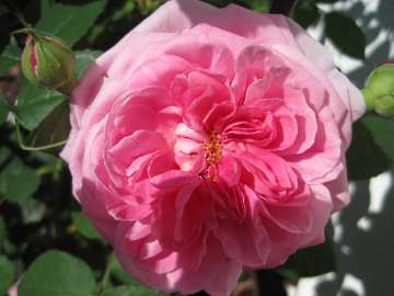 Einzelne Blüte