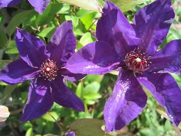 Clematis