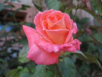 Königin der Blumen