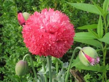 gefüllter Mohn