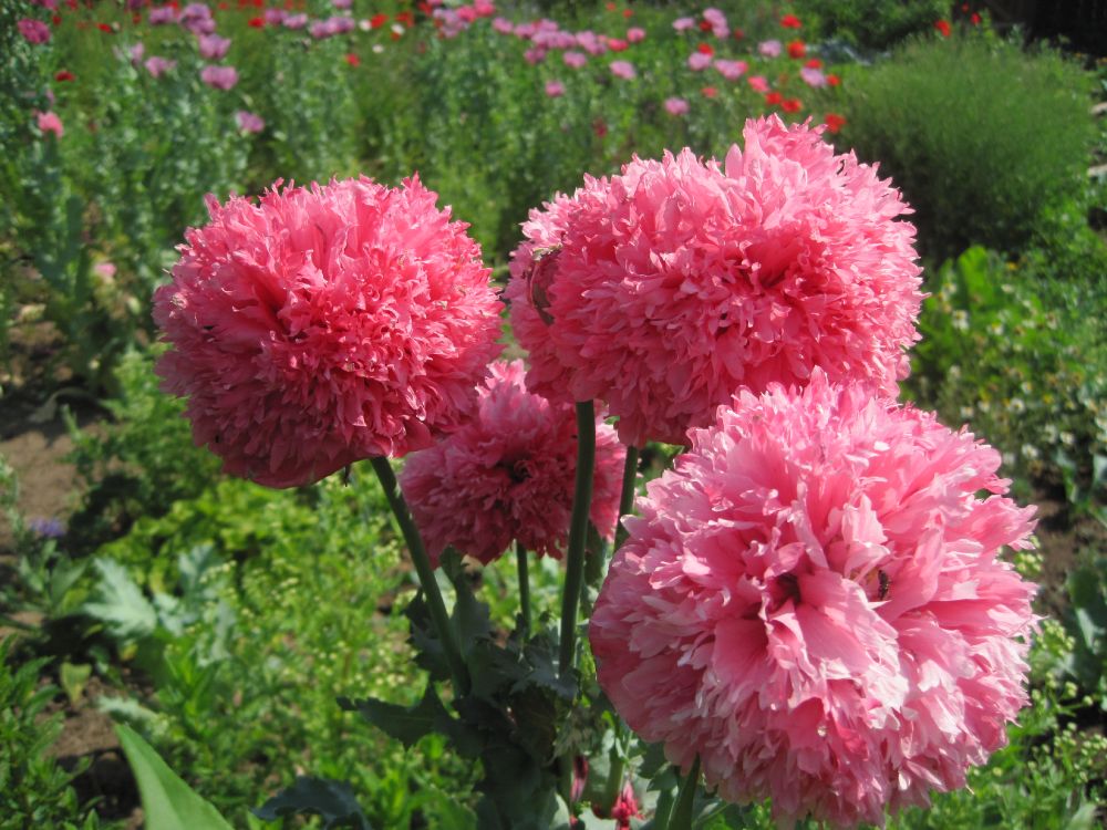 Mohnbeet
