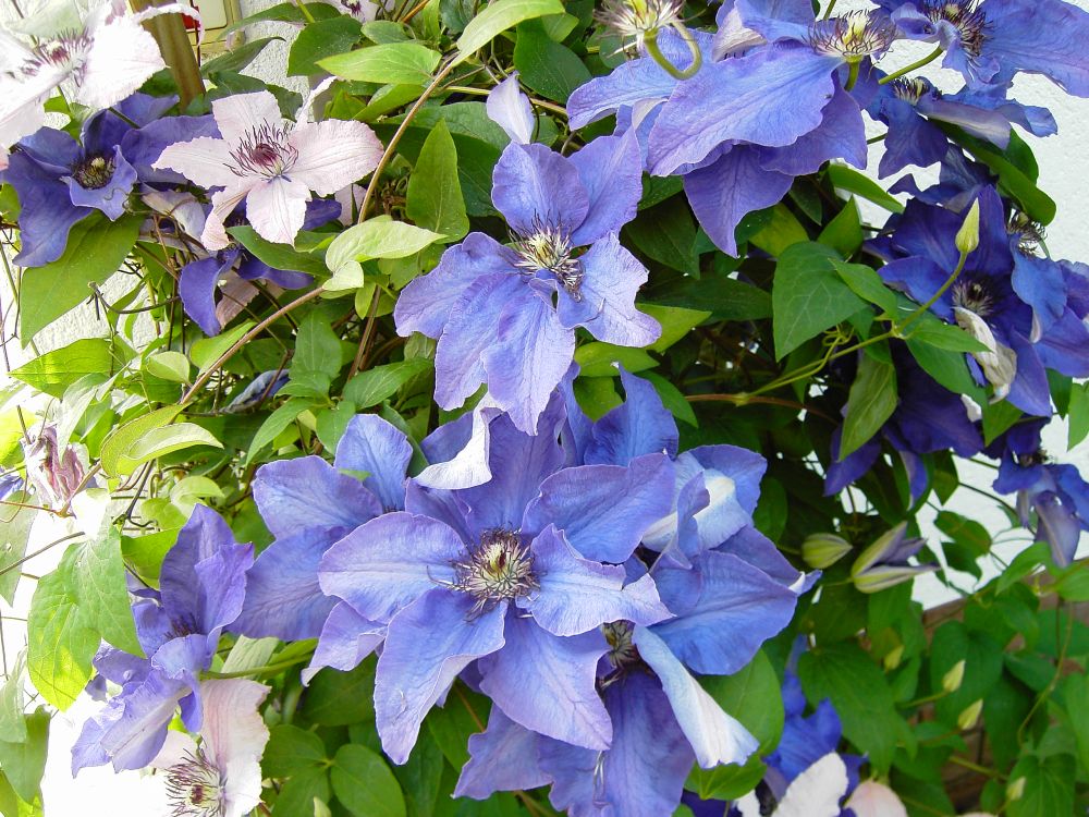 Clematis