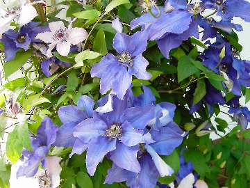 Clematis
