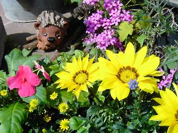 Blumenarangement mit Igel