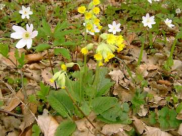 Kuckucksblumen und Schlüßelblume