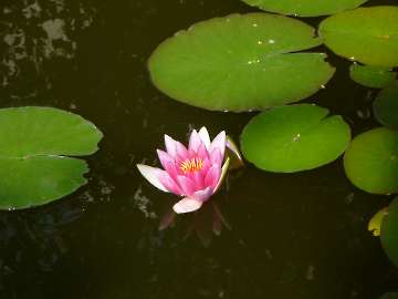 Seerose