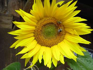 Sonnenblume