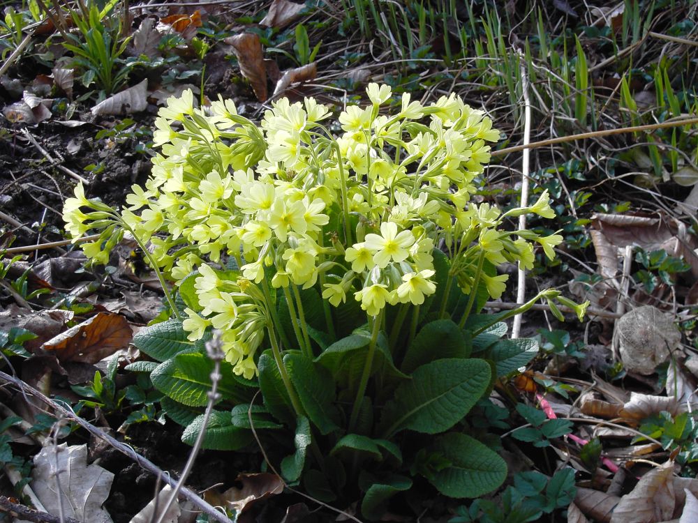 Schlüsselblumen