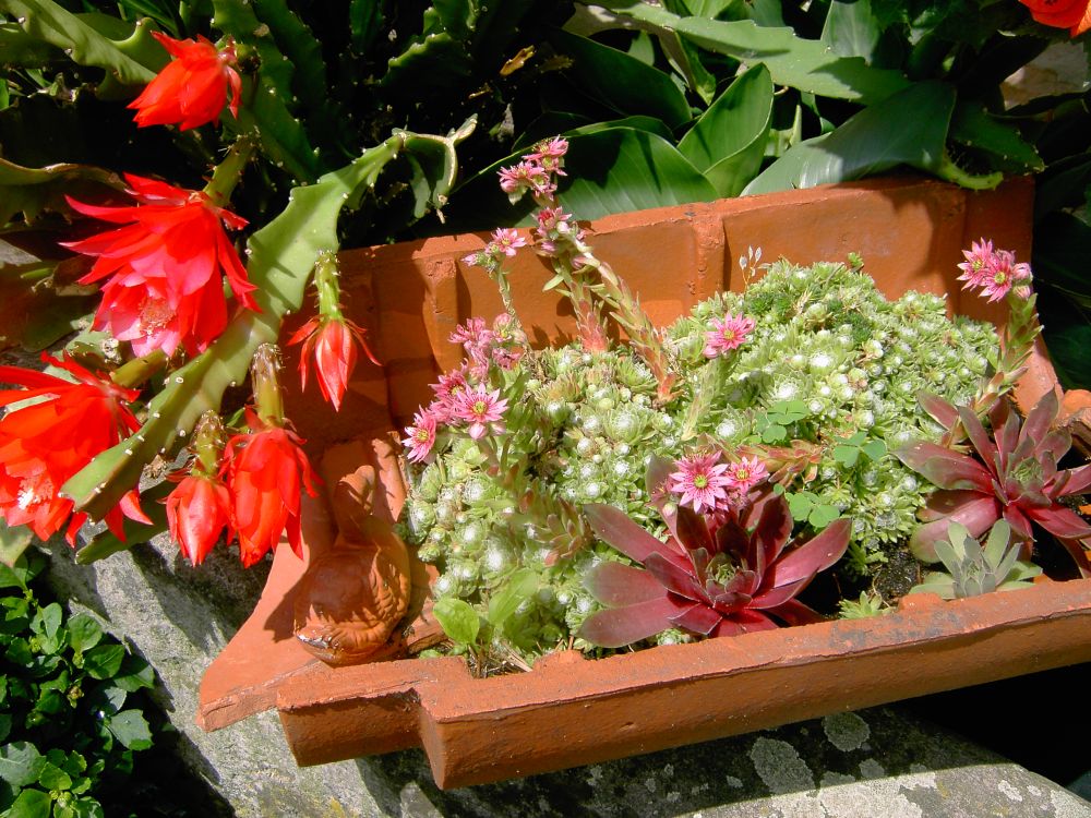Dachwurz und Dachpfanne
