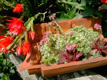 Dachwurz und Dachpfanne