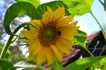 Sonnenblume
