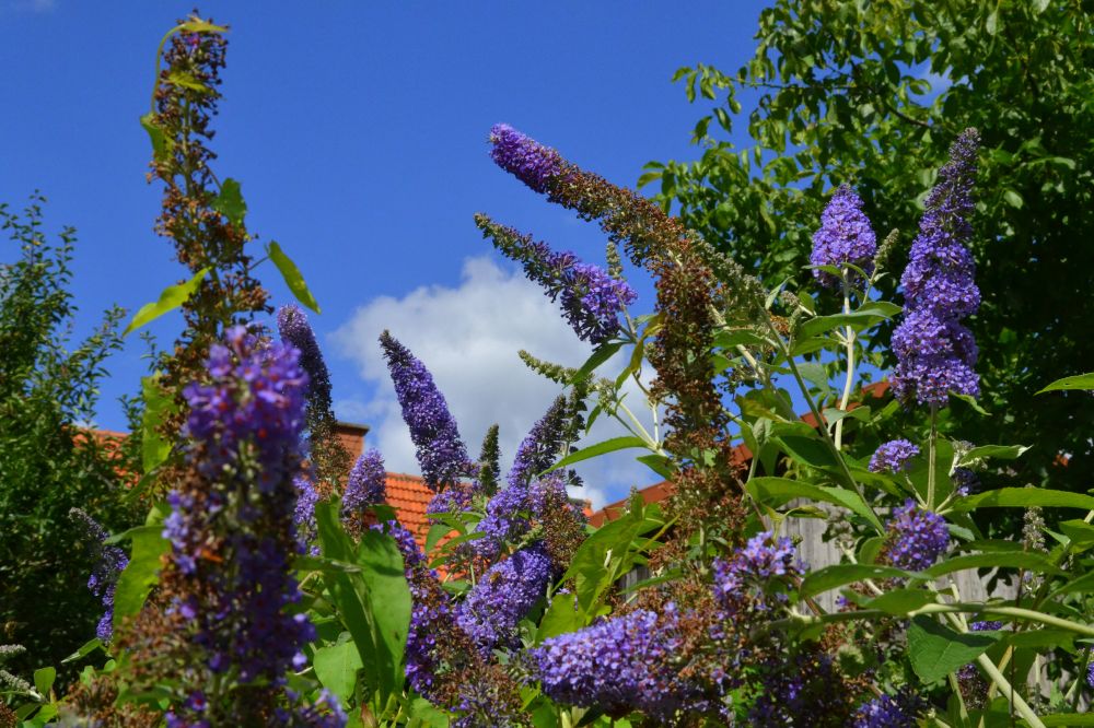 Sommerflieder