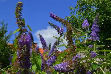 Blumen