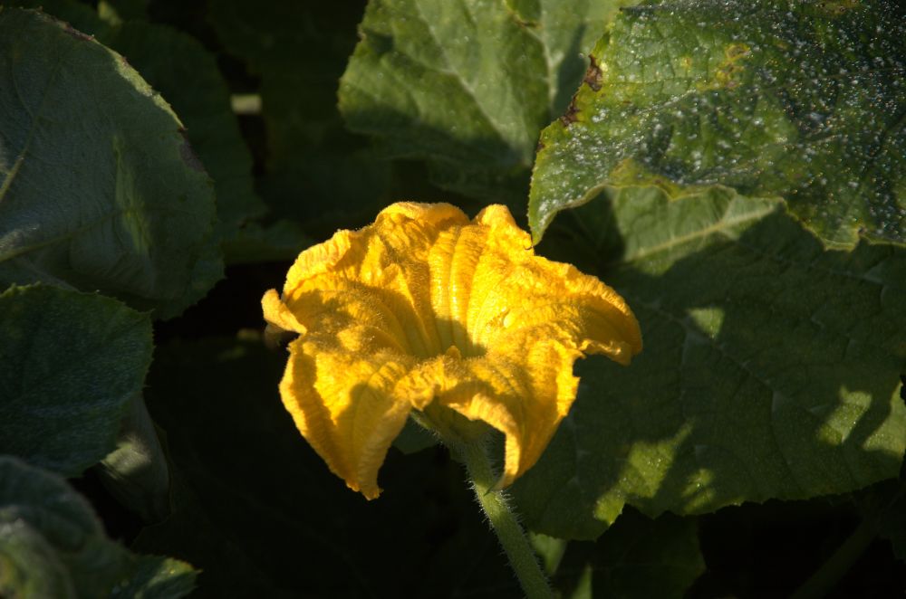Kürbisblüte
