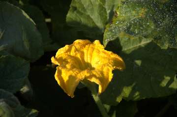 Kürbisblüte