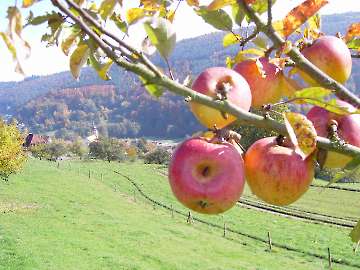 Streuobstwiesen