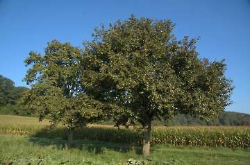 Birnen