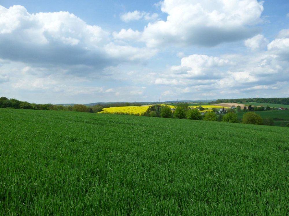 Rapsfeld